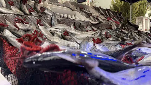 Kırmızı etin yanına yaklaşılmıyor: Kırklareli'nde balıkçıdan çarpıcı fiyat kıyaslaması