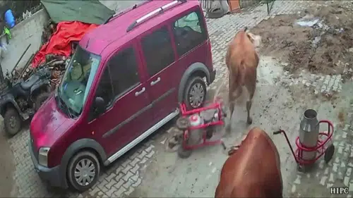 Amasya'da ahırda şaşkına çeviren anlar: Boğa süt sağım makinesini peşine takıp götürdü