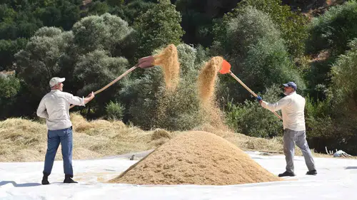 Modern Tarıma İnat Yüzyıllık Miras: Bitlis'in Çamurlu Tarlalarında İmece Ruhu