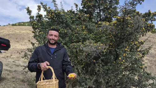 Yozgat'ın dağlarında gizli şifa: Köylülerin sonbahar mesaisi başladı