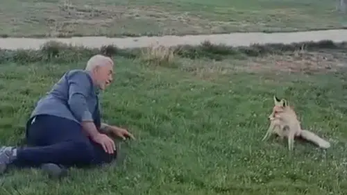 Doğanın kalbinde beklenmedik misafir: Tilkiyle kurulan o bağ herkesi şaşırttı