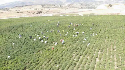 Tarladan sofraya uzanan acı lezzet serüveni: Maraş biberinde hasat bereketi