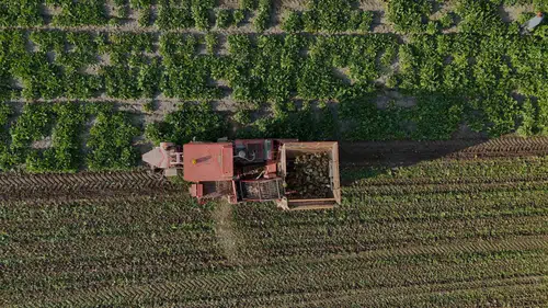Yozgat topraklarında altı aylık sabır meyvesini verdi: Pancar tarlalarında hasat heyecanı