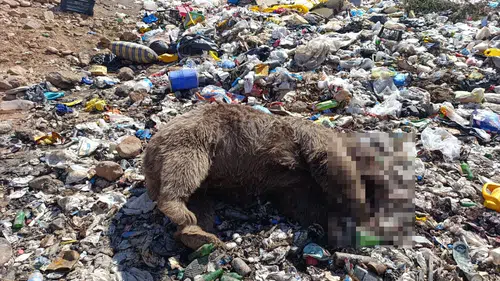 Bingöl'de vahşi katliam: Çöplükte üç bozayı kurşunlanmış halde bulundu