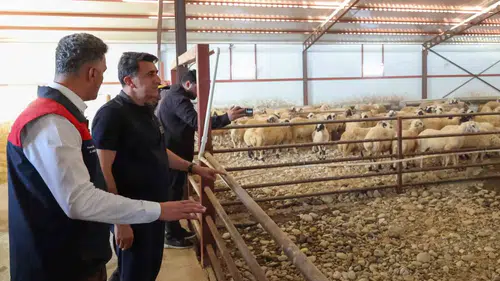 Tunceli'de hayvancılıkta yeni dönem: Devlet desteğiyle modern tesisler yükseliyor