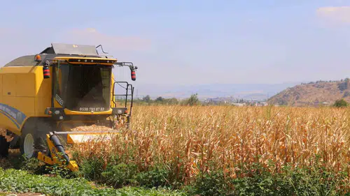Kahramanmaraşlı çiftçinin mısır mesaisi: Beklenen rekolte iklim engeline takıldı