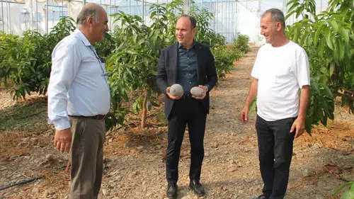 Hatay'ın bereketli topraklarında tropikal dönüşüm: Erzin'de mango ve avokado bereketi