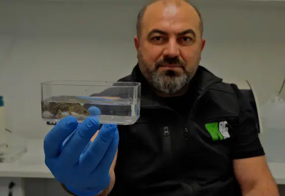 Kocaeli Ormanya’da üç yeni semender türü keşfedildi