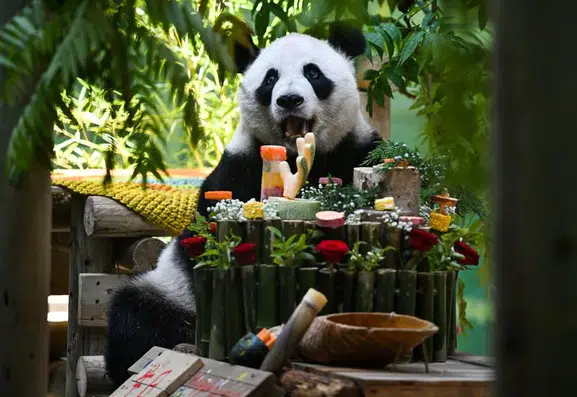 Çin’in sevilen pandası Xing Mei 15 yaşına girdi