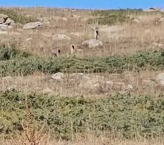 Ardahan yollarında beklenmedik misafirler: Ormanın hayaletleri görüntülendi