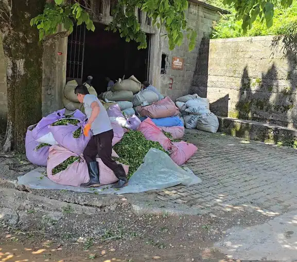 Rize’de çay hasadı 900 tonluk başlangıçla resmen başladı