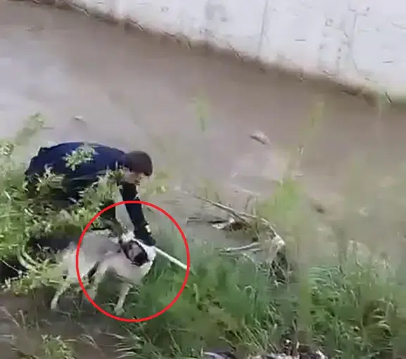 İtfaiyeci ısıran köpeği kurtarmak için pes etmedi