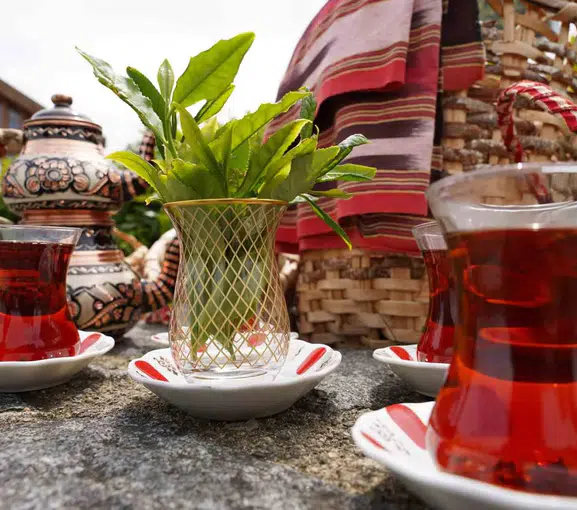 Rize’de çay hasadı Dünya Çay Günü ile başladı