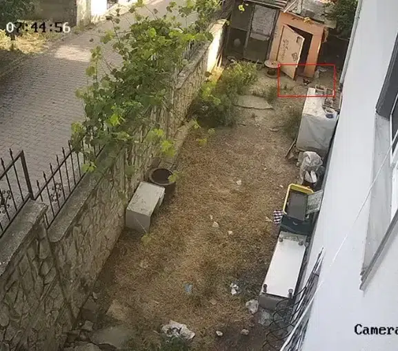 Darıca'da karganın akıllıca yumurta operasyonu kamerada
