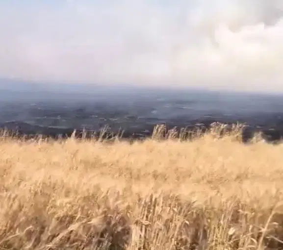 Mardin'de hasat zamanı büyük kayıp