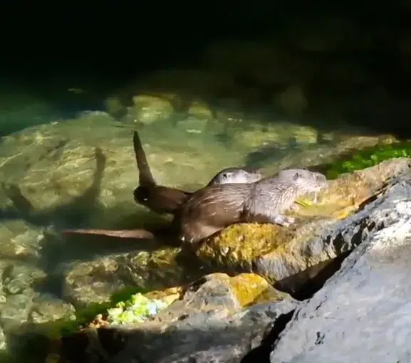 Amasra kıyısında beklenmedik dostluk