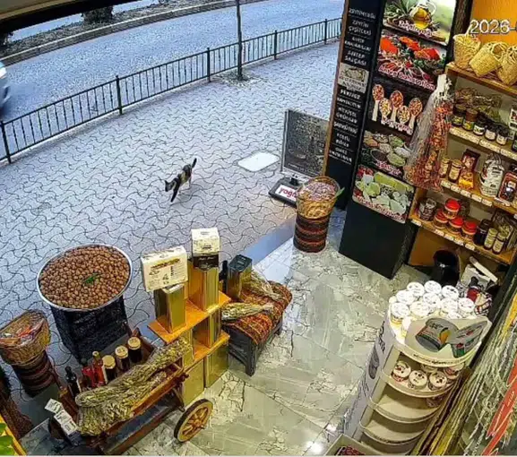 Giresun’da sokak kedisi dükkan önündeki çuvalı devirdi