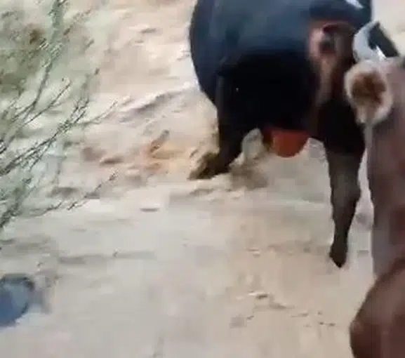 Yusufeli'nde taşkın dereyi aşmaya çalışan hayvanların zor anları