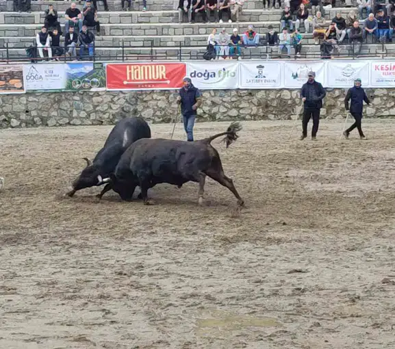 Ayder yaylasında boğa güreşleri yağmura rağmen başladı