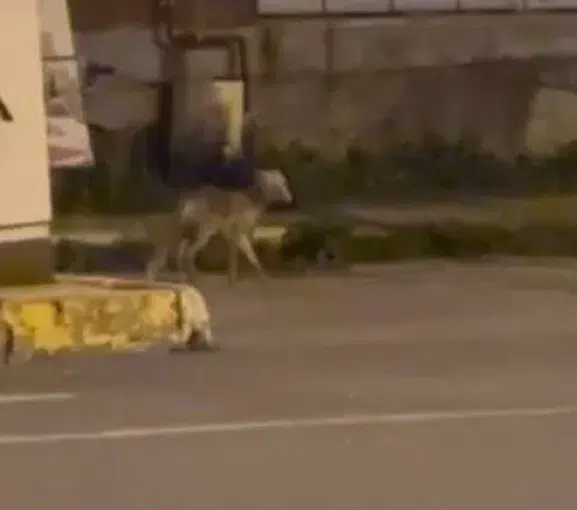Ardahan sokaklarında gece yarısı gezintisi