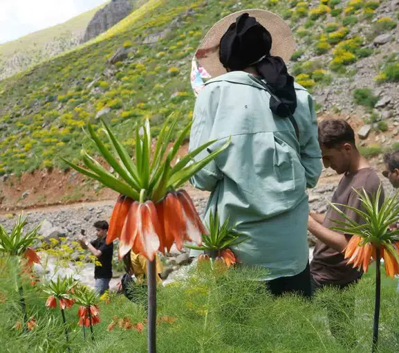 Şırnak Seriro Yaylası doğaseverleri eşsiz ters lalelerle buluşturdu