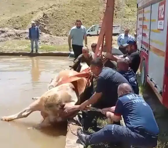 Muşta çamura saplanan inek itfaiye ekiplerince kurtarıldı