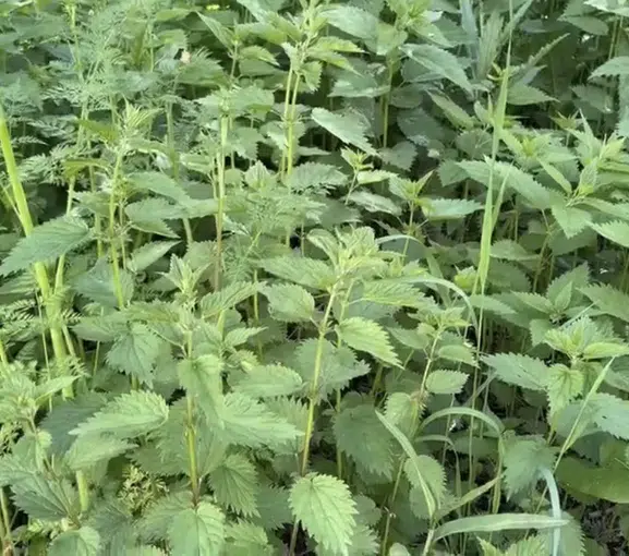 Ağrı Yazılı köyünde doğanın şifalı hasadı başladı