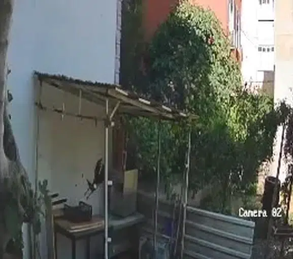 İzmitli öğretmenin tavuk yumurtalarını çalan karga kameraya yakalandı