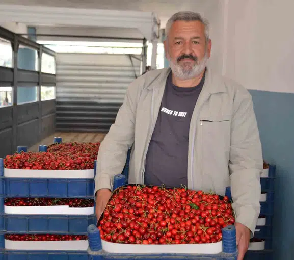 Bilecik’te kiraz bereketi var ama çiftçinin yüzü gülmüyor