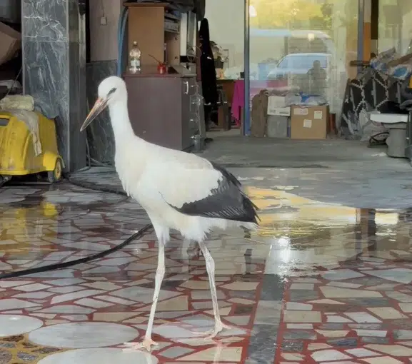 Karabükte dükkana sığınan leylek kurtarıldı