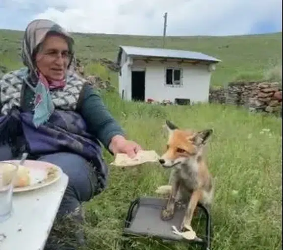 Ardahan yaylasında tilkiyle sıra dışı öğle yemeği molası