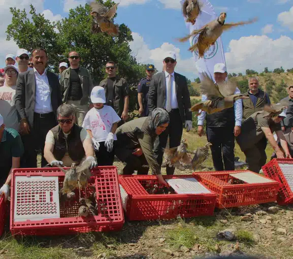 Amasya'da keneyle mücadele için 300 keklik doğaya salındı