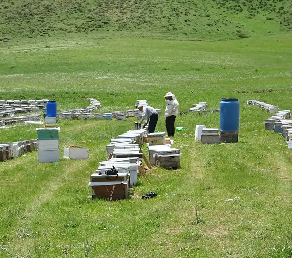 Bodrumdan Hakkari yaylalarına uzanan bal hasadı
