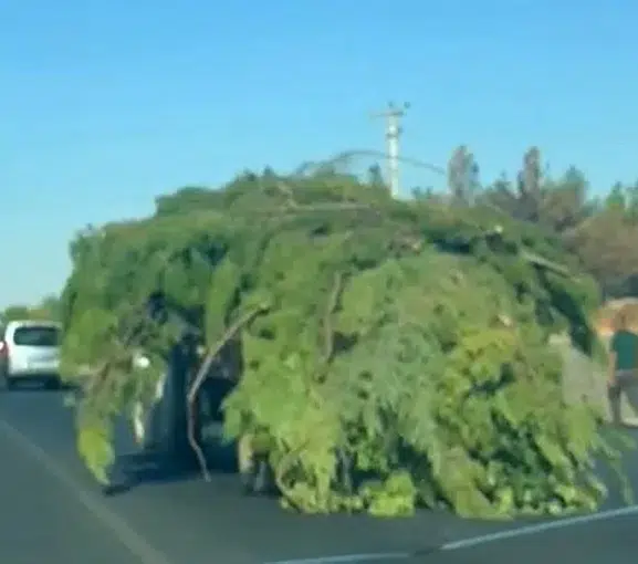 Diyarbakır trafiğinde yürüyen ağaç yığını şaşkınlık yarattı