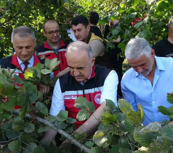 Ordu bahçelerinde fındık mesaisi resmen başladı