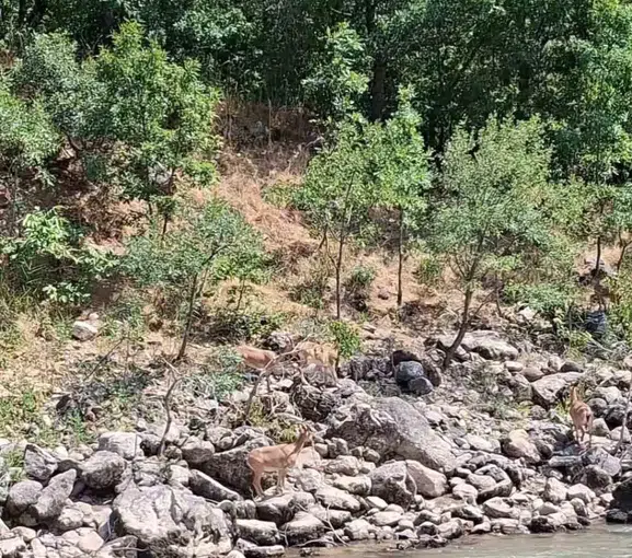 Munzur kıyısında nesli tükenen dağ keçileri görüntülendi