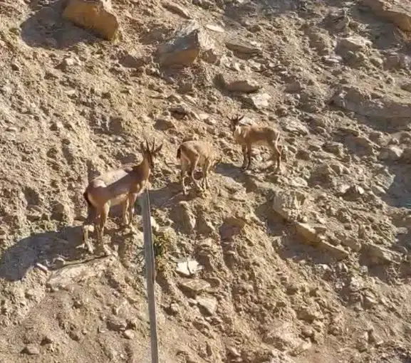 Tunceli yollarında nadir bir doğa sürprizi yaşandı