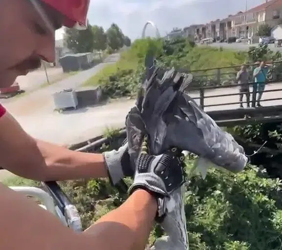 Sakarya'da sıkışan balıkçıl kuşu itfaiyenin müdahalesiyle kurtuldu