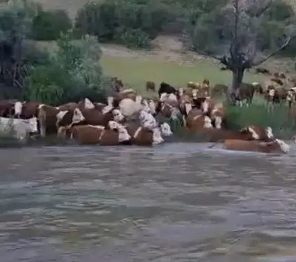 Gümüşhane’de yüzlerce hayvan Kelkit Çayı’nı yüzerek geçti
