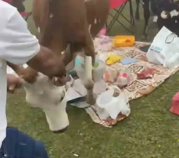 Badara Yaylası’nda piknikçilerin zorlu inek mücadelesi