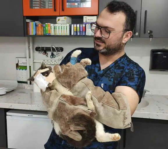 Sokak kedisi için tıbbi mucize Yüzüne kendi derisi nakledildi