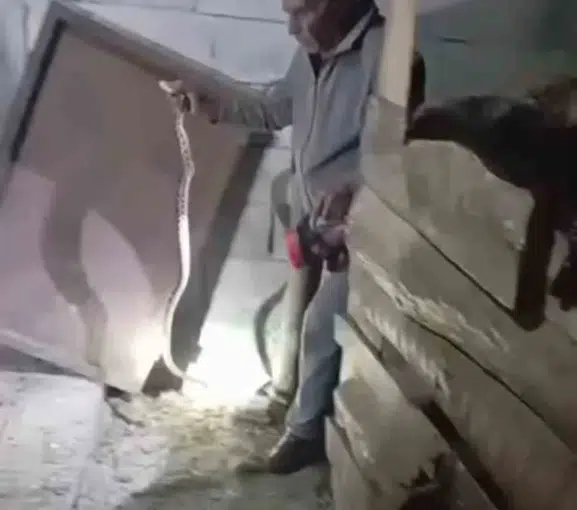 Iğdır’da yılan paniğini tek başına bitiren adam