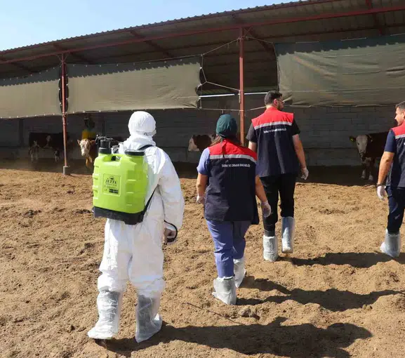 Iğdır'da hayvancılıkta kritik dönem: Salgın riskine karşı dev koruma kalkanı
