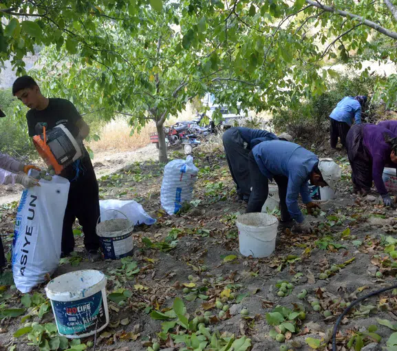 Kahramanmaraş'ın Yeşil Altını İçin Hummalı Mesai: Avrupa Tescilli Cevizde Hasat Sevinci