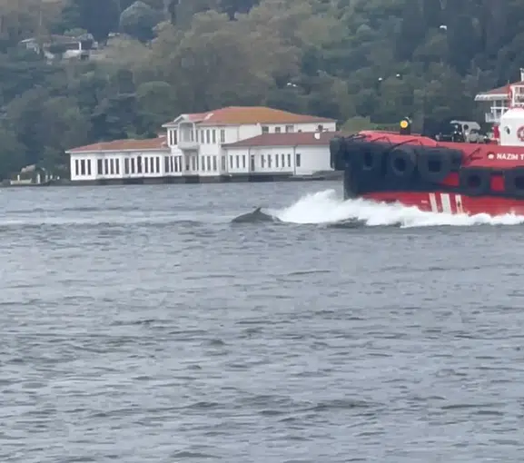 İstanbul Boğazı'nın sabah misafirleri: Kıyı Emniyeti gemisine eşlik ettiler