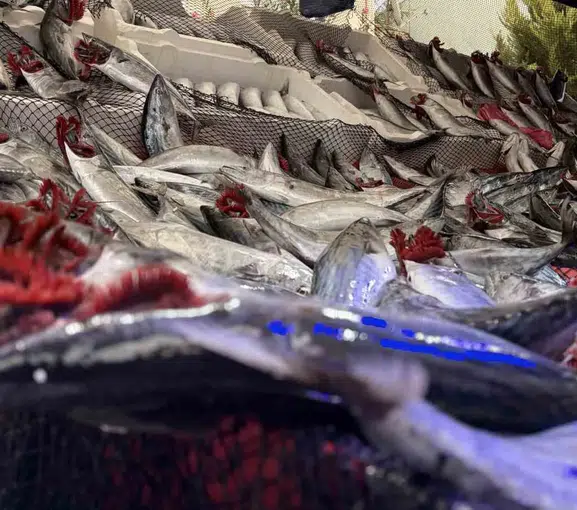 Kırmızı etin yanına yaklaşılmıyor: Kırklareli'nde balıkçıdan çarpıcı fiyat kıyaslaması