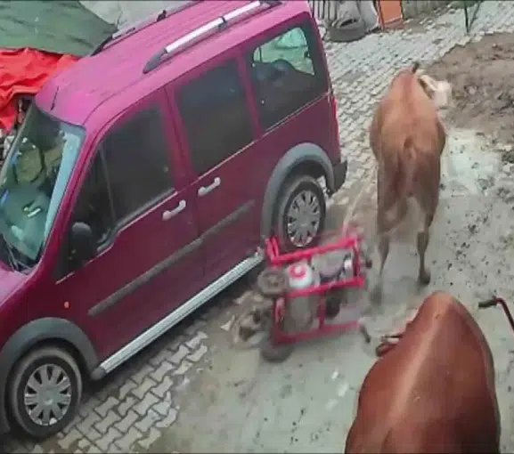 Amasya'da ahırda şaşkına çeviren anlar: Boğa süt sağım makinesini peşine takıp götürdü