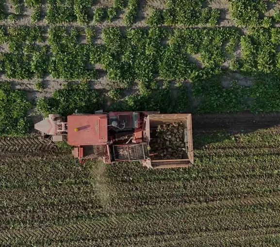 Yozgat topraklarında altı aylık sabır meyvesini verdi: Pancar tarlalarında hasat heyecanı