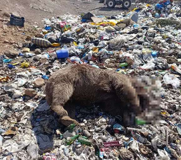 Bingöl'de vahşi katliam: Çöplükte üç bozayı kurşunlanmış halde bulundu