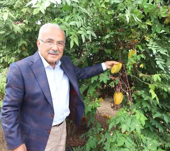 Fındığın Başkentinde Egzotik Devrim: Karadeniz'in Toprakları Artık Mango ve Ejder Meyvesiyle Tanışıyor